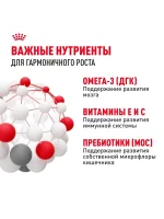 Влажный корм Royal Canin Maxi Puppy для щенков средних пород, Птица (соус), 100 г х 10 шт. (Копировать) — изображение 5
