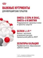 Сухой корм для собак Royal Canin Adult для породы йоркширский терьер, 1,5 кг — изображение 5