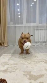 Большой мячик для собак крупных и средних пород WOOFers — изображение 5
