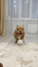 Большой мячик для собак крупных и средних пород WOOFers — изображение 6