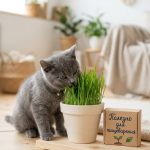 Трава для кошек (набор для выращивания) овес/лакомство для кошек